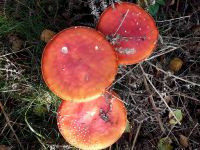 IMG 20191013 WA0045 IMG 20191013 WA0045