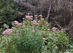 20210829 110136 Copy 1849x1387 20210829 110136 Copy 1849x1387