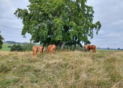 20210912 101246 Copy 1849x1387 20210912 101246 Copy 1849x1387