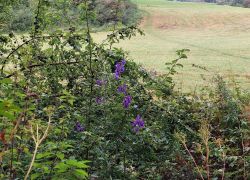 20210912 102809 Copy 1849x1387 20210912 102809 Copy 1849x1387