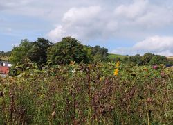 20210912 112751 Copy 1849x1387 20210912 112751 Copy 1849x1387