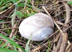 990ac6d5ca5745aea57ea0600d75a189