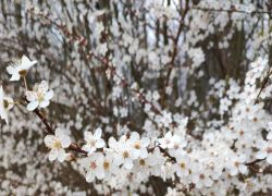 Bf98653eeb7948a586b3fe64fe1f6ee2