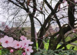 Caee41fa686143a395a82c1e5b6c91de